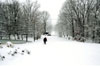 Wondering in a Snowy Wood by Beverly Yoskovich